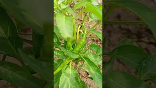 Green chillies growing first time in kitchen garden kitchengarden shortvideo shorts [upl. by Andria535]