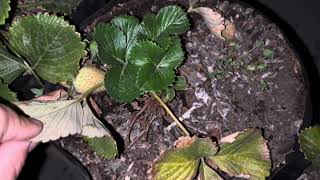 El CAMBIO en tan solo OCHO DÍAS 🍓🌱😱😱😱 plantas frutillas campo plants fresa jardinería [upl. by Feldt]