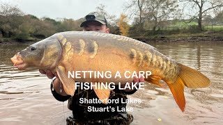 Netting a carp fishing lake Stuart’s Lake  Shatterford Lakes [upl. by Nadbus]