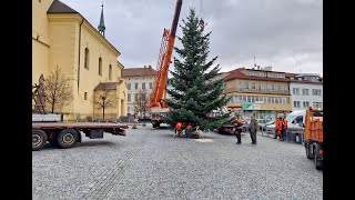 Příbramské náměstí už zdobí vánoční strom vyrostl v Pičíně [upl. by Solnit]