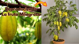 Descubre la Magia de la Carambola Cómo Reproducir y Disfrutar esta exótica Fruta en Casa [upl. by Uchish435]