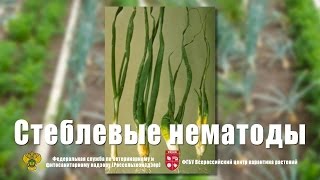 Стеблевые нематоды картофеля и лука [upl. by Werbel830]