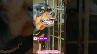 Angry Rottweilerbarking sound viral angrypuppy funny angry cuteanimal pets funnyanimal [upl. by Jaquith526]