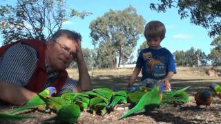 Rainbow Lorikeets  Australia [upl. by Eiryk34]