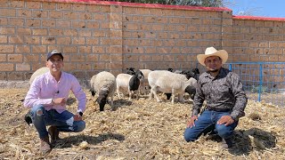 Corderas y Sementales Dorper y Katahdin  Asesoría Profesional sobre la raza de Borregos Dorper [upl. by Lopez]