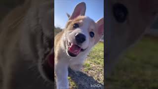 Cute dog in Tamil song WhatsApp status ☺️💗🥰💞 [upl. by Ayahsal]