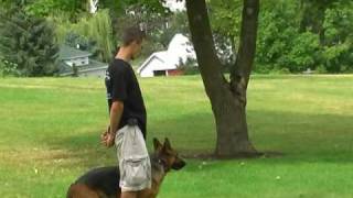 Obedience training for German Shepherd  German Shepherd trainer [upl. by Elleimac]