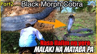 P2 COBRA BAGONG TAON BAGONG MAPANGANIB NA PHILIPPINE BLACK MORPH COBRA [upl. by Alvarez464]