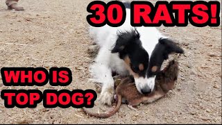 Mink and Dogs DESTROY 30 RATS [upl. by Ailema]