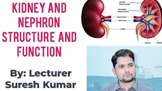 Kidney Nephron structure and function HindiUrdu By Sir Suresh Kumar [upl. by Burta]