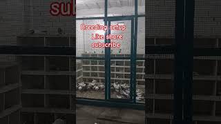 Breeding setup Ka shok khokarpigeonclub pigeon bird hashimmahmoodpigeon [upl. by Oer]