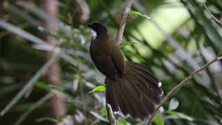 Eastern Whipbird at Noosa Botanic Gardens Jul 2024 [upl. by Shaff]