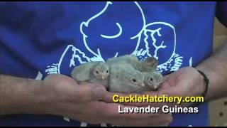 Lavender Guinea Fowl Breed  Guinea Keets  Cackle Hatchery [upl. by Meridel995]