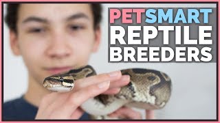 Calling 84 PetSmarts  Where do they actually get reptiles [upl. by Aima]