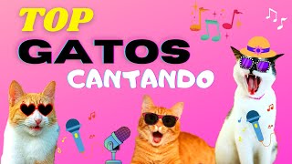 TOP  27 CANCIONES DE GATOS🎶😻 ¿Cual te gusta mas shorts [upl. by Annoet]