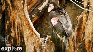 Big Sur Condors powered by EXPLOREorg [upl. by Frayne919]