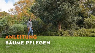 STIHL Anleitung Bäume schneiden [upl. by Eimmak]