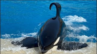 Orca Encounter the great Ulises Nov 10 2023  SeaWorld San Diego [upl. by Quinta288]