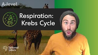 Respiration Krebs Cycle  A Level Biology Revision [upl. by Calla]