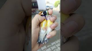 Gouldian finch singing 🐦😍❤️🕊️ shorts shortsviral gouldianfinch finch parrot [upl. by Verdie755]