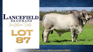 Lot 87 Lancefield M Sugarsweet 7963 [upl. by Nilac]