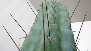 Trichocereus peruvianus  Peruvian Torch  Matucana region Icaros DNA [upl. by Morra]