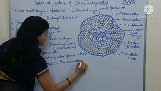 BSc TS of stem Selaginella [upl. by Hauser]