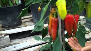 Draky a vegetable chilli pepper [upl. by Debbie]