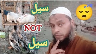 ducks and rabbits ko sale karny ki bohat koshish ki [upl. by Dorkus]