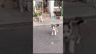 ESTA ES LA MUSICA QUE SUENA EN LA CABEZA DE UN HUSKY shorts [upl. by Amlus140]