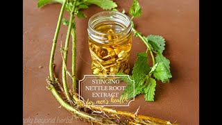 Stinging nettle root extract recipe [upl. by Brannon]