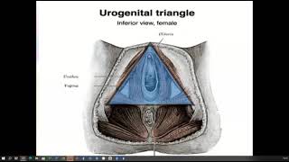 Genital Relaxation and Pelvic Organ Prolapse [upl. by Bron]