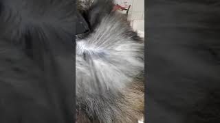 See how Proffesionnal groomer shave hours off their groom time [upl. by Eirrac]