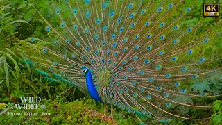 BENEFITS OF WATCHING PEACOCKS 4K HD nature peacock [upl. by Aicerg]