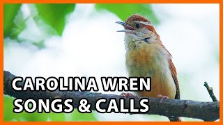 6 Carolina Wren Songs and Calls [upl. by Itisahc309]