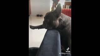 Buldog francuski dog blue leń music frenchbulldog puppy relax boss frenchie buldoguefrances [upl. by Tingey117]