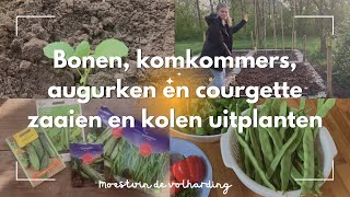 KOLEN UITPLANTEN en BONEN COURGETTE KOMKOMMERS en AUGURKEN ZAAIEN Moestuin de Volharding [upl. by Jemina]