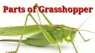 Parts of grasshopper [upl. by Mutua]