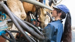 Milking time halved in new rotary milking parlour [upl. by Asiak]