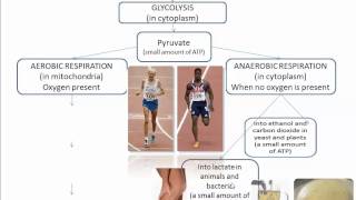 Cellular Respiration Part 1 Intro IB Biology SL [upl. by Armando]