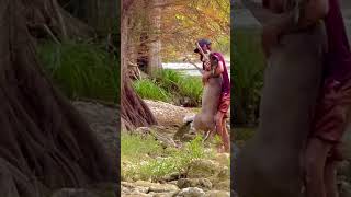 Part 2 ⚡️Man saves drowning deer in san antonio River Texas wildlife gone wild 💥 [upl. by Thomey]