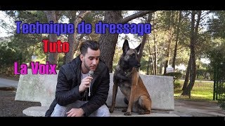 TUTO LA MEILLEUR TECHNIQUE DE DRESSAGE [upl. by Schwinn]