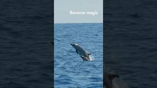 Dolfin Sighting  Reverse magic subscribe fish fishing viralvideo viralshorts sea nature [upl. by Akena154]