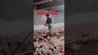 Racker in poultry farampoultrylife chickenfarming poultryfarming [upl. by Chafee113]