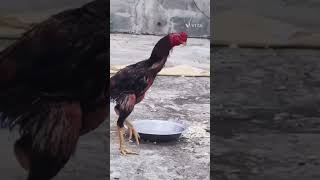 asil aseelmurga video viralvideo murakh parrotbeakaseelmurgaladai humor birds humor pets [upl. by Harman]