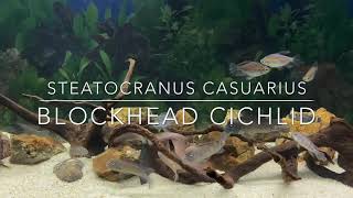 Steatocranus casuarius aka Blockhead Cichlid [upl. by Lenwood6]