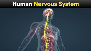 Human Nervous System  Explained With 3d Animations [upl. by Ordnasil]