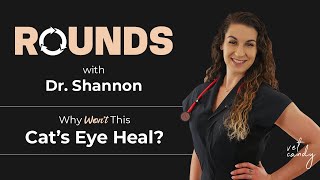 Why Won’t This Cat’s Eye Heal Dr Shannon Gregoire teams up with an expert to crack the casequot [upl. by Chesna166]