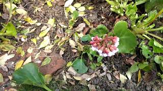 How to prune Bergenia Elephant ears [upl. by Ayk]