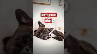 Comment savoir si mon chien est malade [upl. by Stefania169]